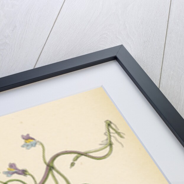 Linaria Cymbalaria Ivy-Leaved Toadflax by Anonymous