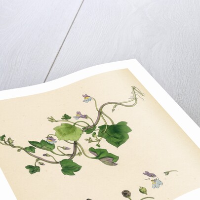 Linaria Cymbalaria Ivy-Leaved Toadflax by Anonymous