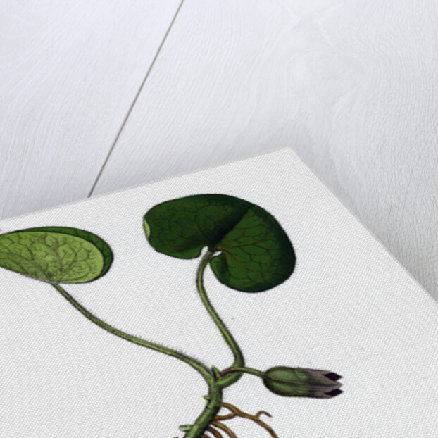 Asarum Europaeum Asarabacca by Anonymous