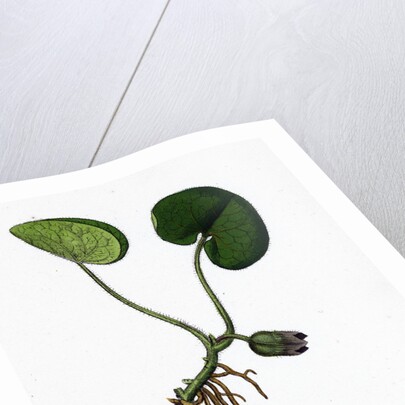 Asarum Europaeum Asarabacca by Anonymous