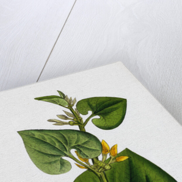 Aristolochia Clematitis Common Birthwort by Anonymous