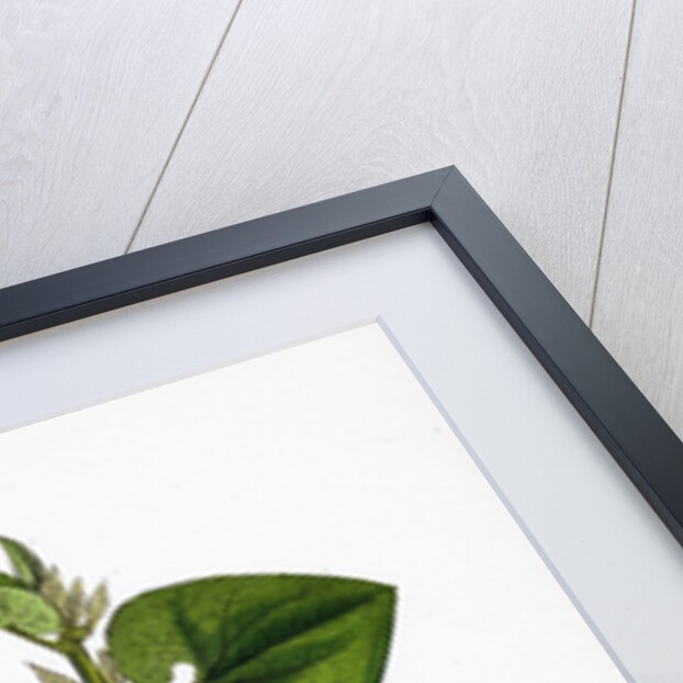 Aristolochia Clematitis Common Birthwort by Anonymous