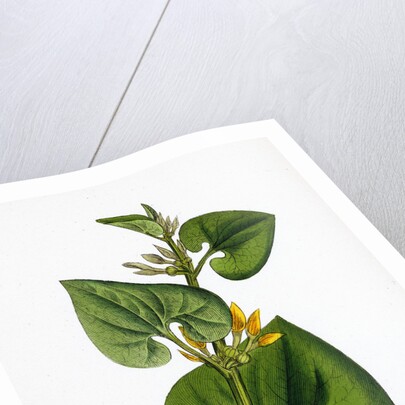 Aristolochia Clematitis Common Birthwort by Anonymous