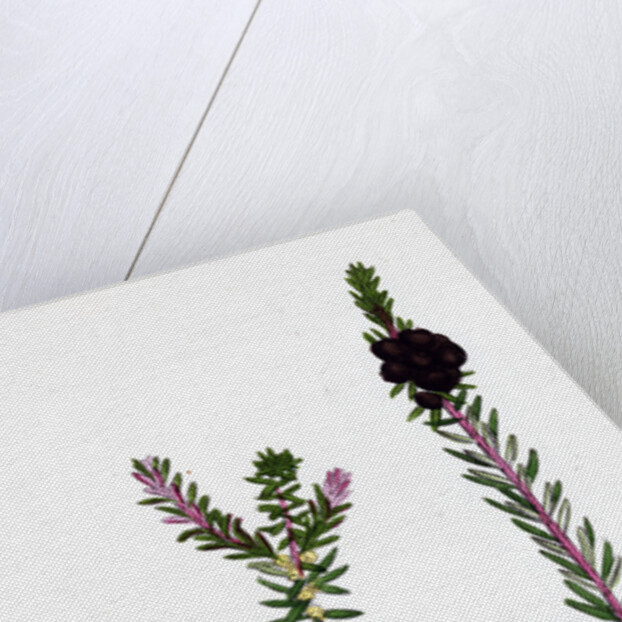 Empetrum Nigrum Crow-Berry by Anonymous