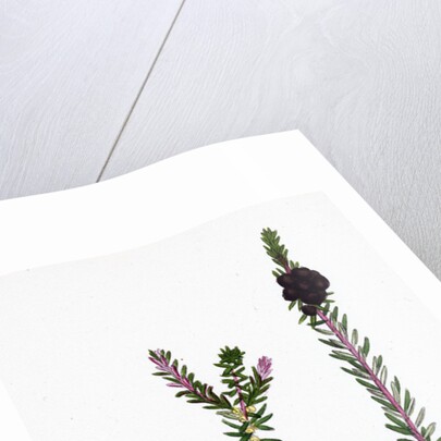 Empetrum Nigrum Crow-Berry by Anonymous