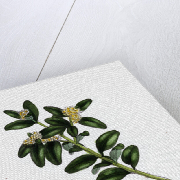 Buxus Sempervirens Common Box by Anonymous