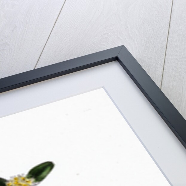 Buxus Sempervirens Common Box by Anonymous