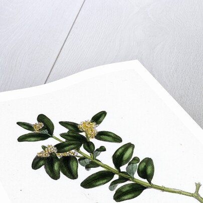 Buxus Sempervirens Common Box by Anonymous