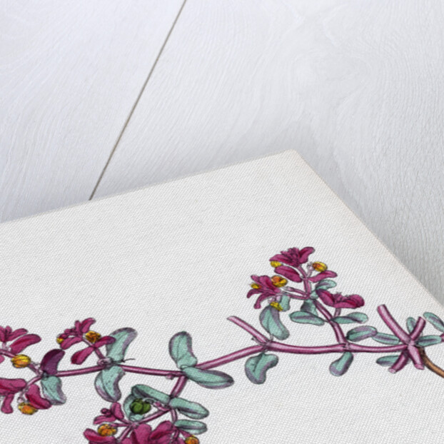 Euphorbia Peplis Purple Spurge by Anonymous