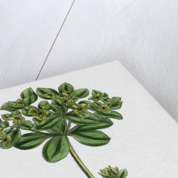 Euphorbia Helioscopia Sun Spurge by Anonymous