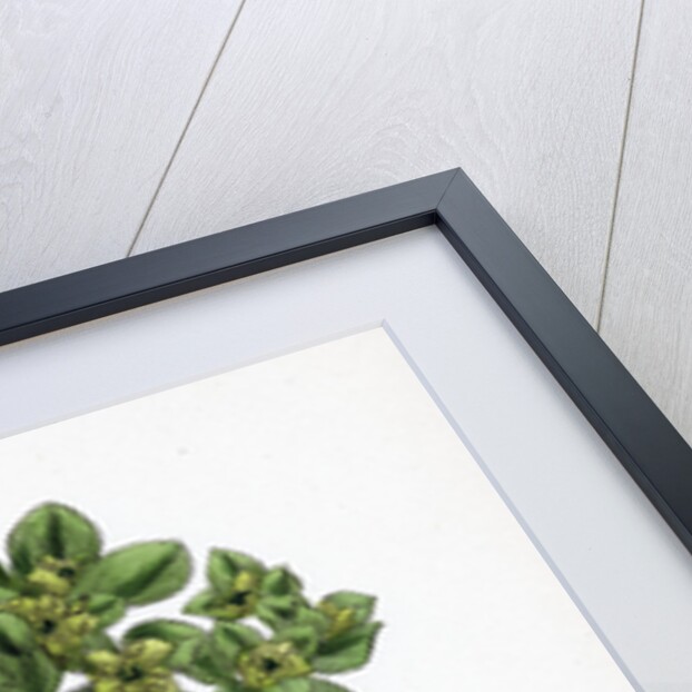 Euphorbia Helioscopia Sun Spurge by Anonymous