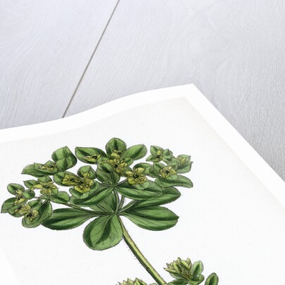 Euphorbia Helioscopia Sun Spurge by Anonymous