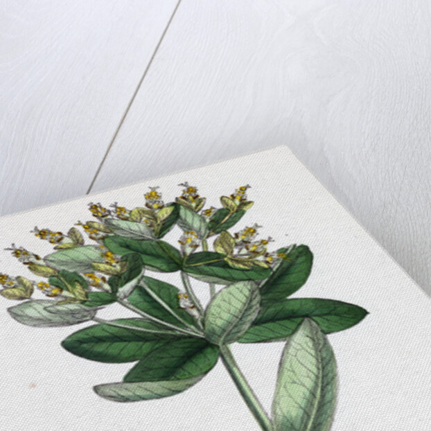 Euphorbia Hiberna Irish Spurge by Anonymous