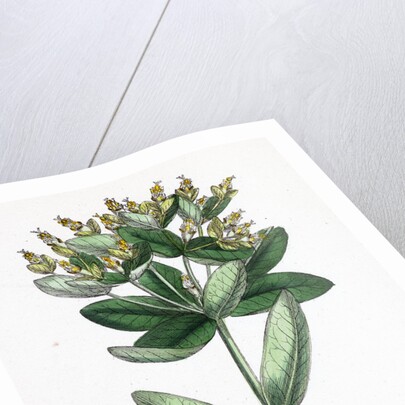 Euphorbia Hiberna Irish Spurge by Anonymous