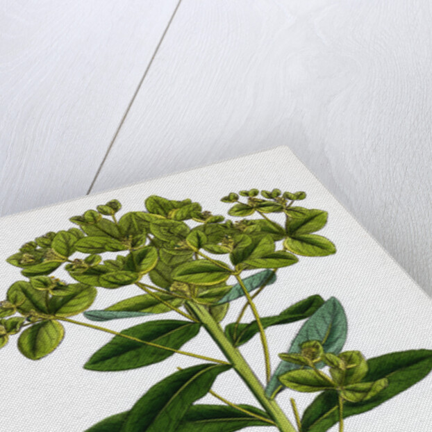 Euphorbia Pilosa Downy Spurge by Anonymous