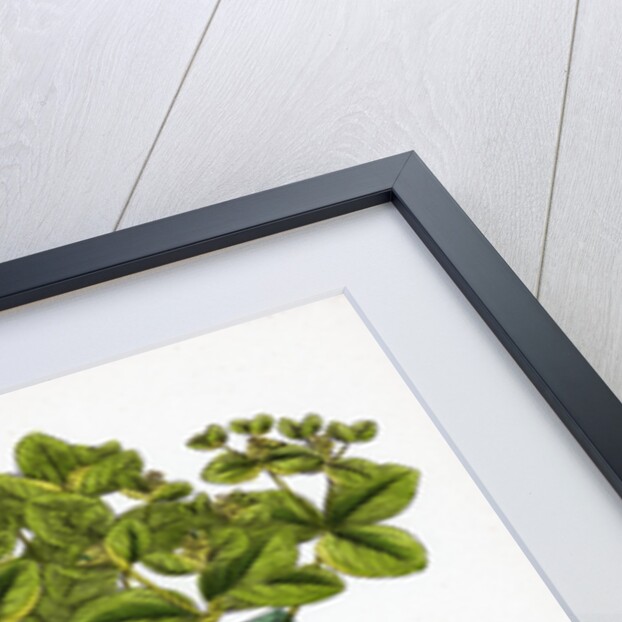 Euphorbia Pilosa Downy Spurge by Anonymous