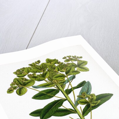 Euphorbia Pilosa Downy Spurge by Anonymous