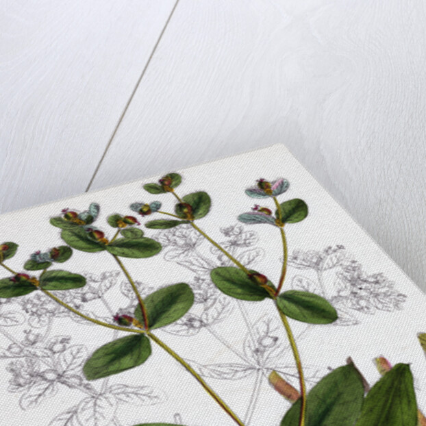 Euphorbia Coralloides Coral Spurge by Anonymous