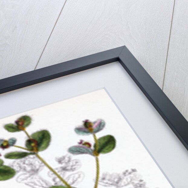 Euphorbia Coralloides Coral Spurge by Anonymous