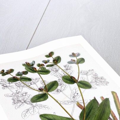 Euphorbia Coralloides Coral Spurge by Anonymous