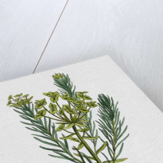 Euphorbia Cyparissias Cyprus Spurge by Anonymous