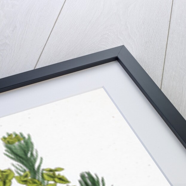 Euphorbia Cyparissias Cyprus Spurge by Anonymous