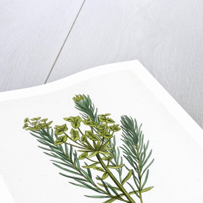 Euphorbia Cyparissias Cyprus Spurge by Anonymous