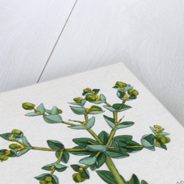 Euphorbia Paralias Sea Spurge by Anonymous