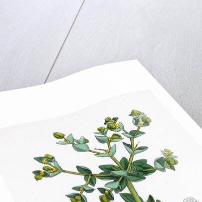 Euphorbia Paralias Sea Spurge by Anonymous