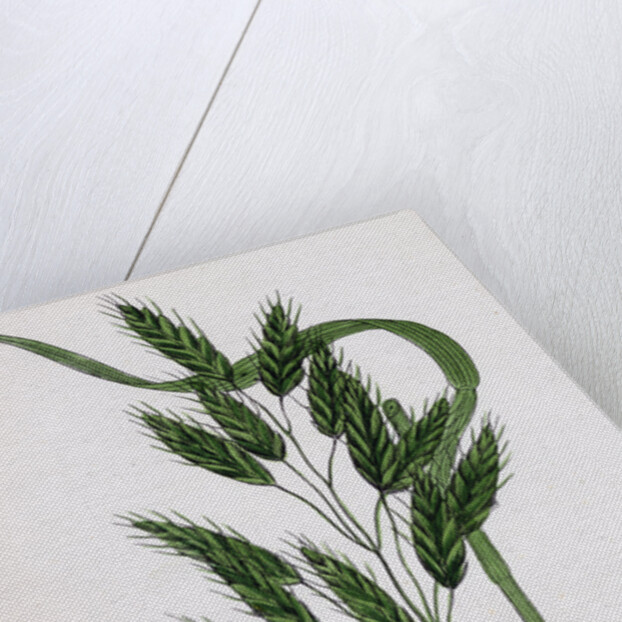 Bromus Secalinus Var. Velutinus Rye Brome-Grass Var. B. by Anonymous