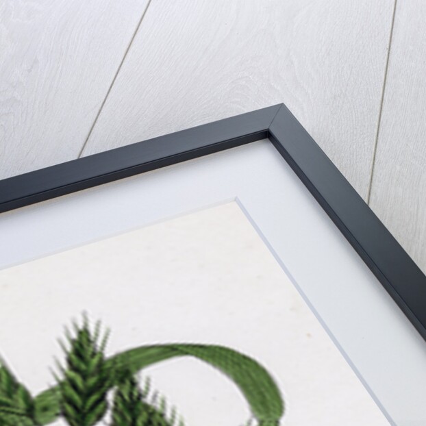 Bromus Secalinus Var. Velutinus Rye Brome-Grass Var. B. by Anonymous