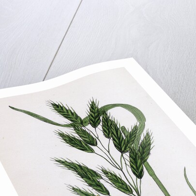 Bromus Secalinus Var. Velutinus Rye Brome-Grass Var. B. by Anonymous