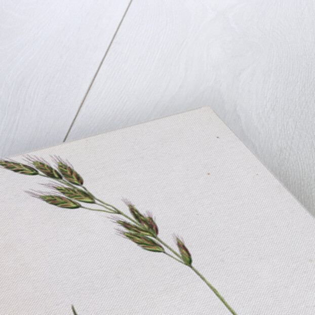 Bromus Racemosus Racemose Brome-Grass by Anonymous