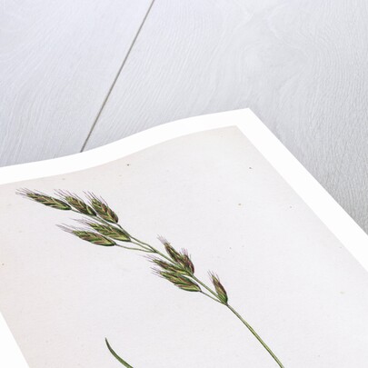 Bromus Racemosus Racemose Brome-Grass by Anonymous