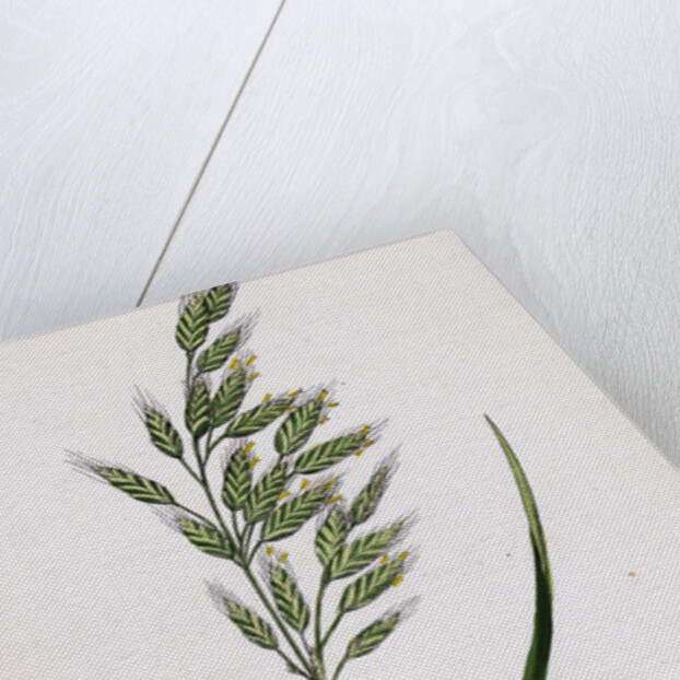 Bromus Mollis Var. Genuinus Soft Brome-Grass Var. A. by Anonymous