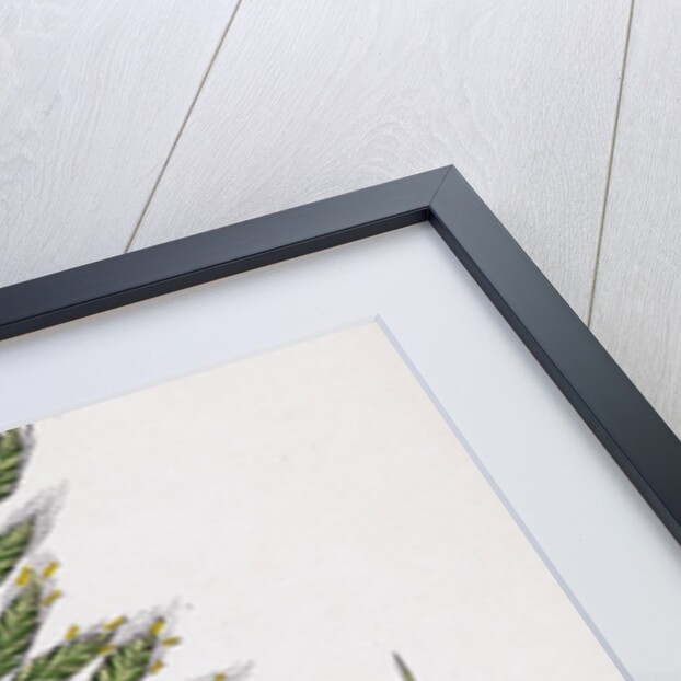 Bromus Mollis Var. Genuinus Soft Brome-Grass Var. A. by Anonymous