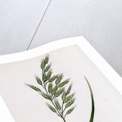 Bromus Mollis Var. Genuinus Soft Brome-Grass Var. A. by Anonymous