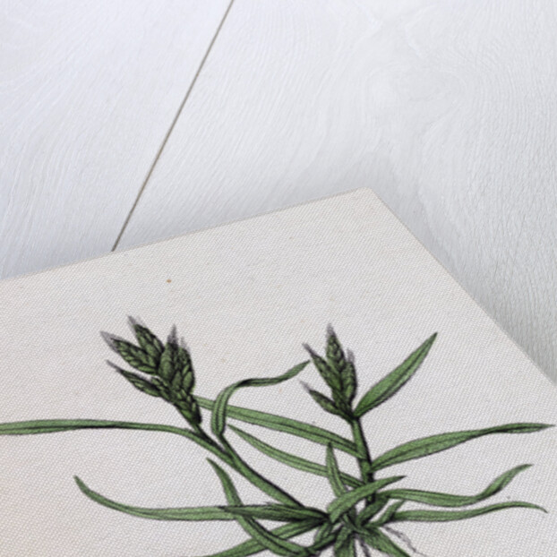 Bromus Mollis Var. Ferronii Soft Brome-Grass Var. Y. by Anonymous