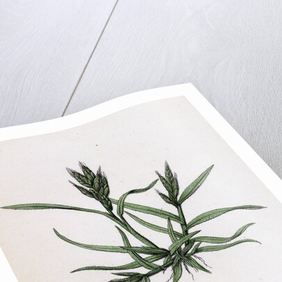 Bromus Mollis Var. Ferronii Soft Brome-Grass Var. Y. by Anonymous