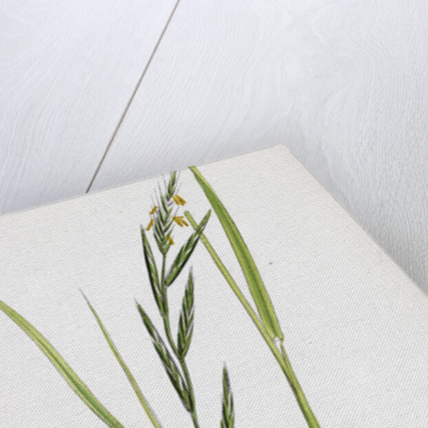 Brachypodium Sylvaticum Wood False-Brome-Grass by Anonymous