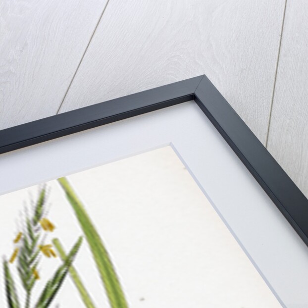 Brachypodium Sylvaticum Wood False-Brome-Grass by Anonymous