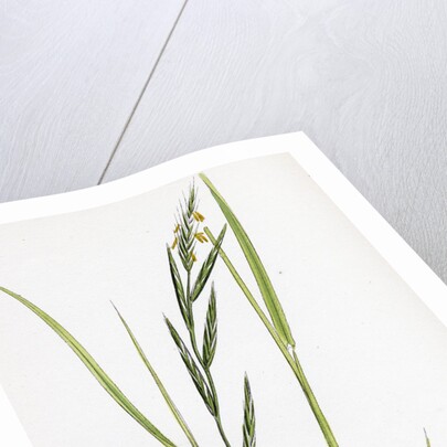 Brachypodium Sylvaticum Wood False-Brome-Grass by Anonymous