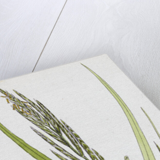 Brachypodium Pinnatum Barren False-Brome-Grass by Anonymous