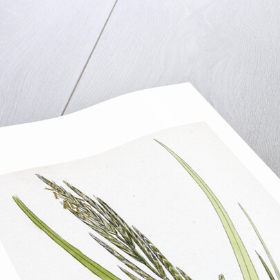 Brachypodium Pinnatum Barren False-Brome-Grass by Anonymous