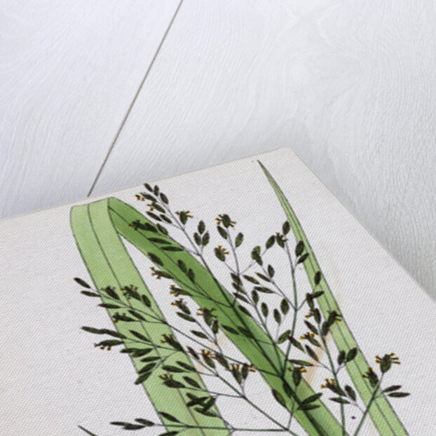 Festuca Sylvatica Var. Genuina Wood Fescue-Grass Var. A. by Anonymous