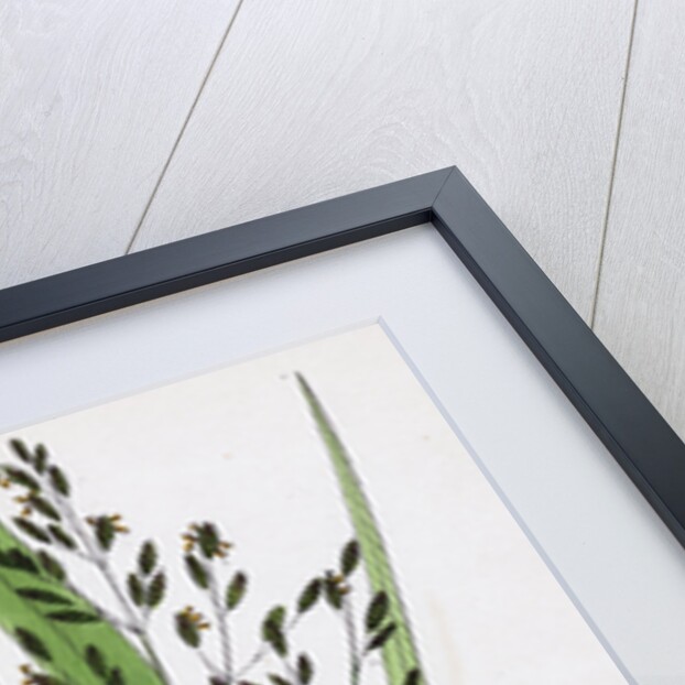 Festuca Sylvatica Var. Genuina Wood Fescue-Grass Var. A. by Anonymous