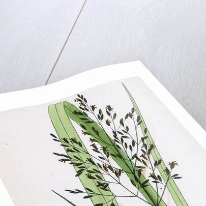 Festuca Sylvatica Var. Genuina Wood Fescue-Grass Var. A. by Anonymous