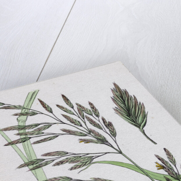 Festuca Elatior Var. Genuina Tall Fescue-Grass Var. A. by Anonymous