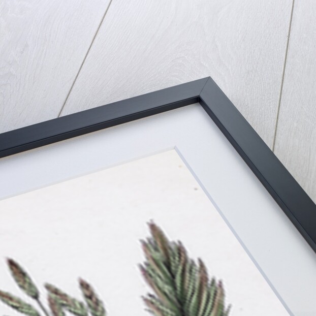 Festuca Elatior Var. Genuina Tall Fescue-Grass Var. A. by Anonymous