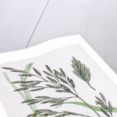 Festuca Elatior Var. Genuina Tall Fescue-Grass Var. A. by Anonymous